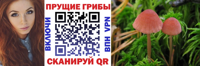 где найти наркотики  Лесной  Псилоцибиновые грибы мицелий 